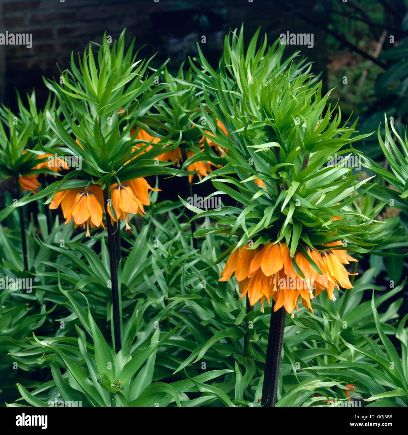 Fritillaria imperialis - `Blom's Orange Perfection'   BUL062972 Stock Photo